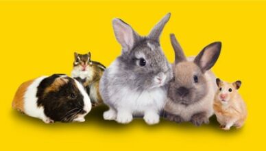 Sconti e Omaggi su Alimenti e Prodotti per conigli, roditori e piccoli animali